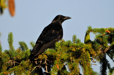 Common Raven