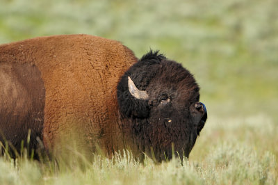 Yellowstone NP 7-15-13 1546.JPG