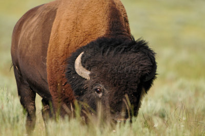 Yellowstone NP 7-15-13 1547.JPG