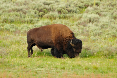 Yellowstone NP 7-15-13 1551.JPG