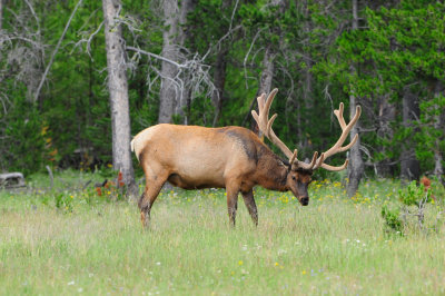 Yellowstone NP 7-16-13 1677.JPG