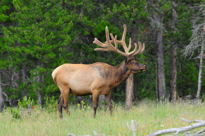 Yellowstone NP 7-16-13 1679.JPG