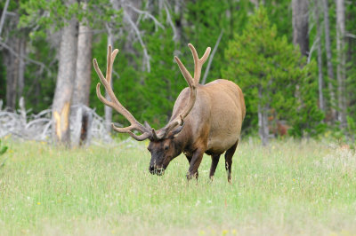 Yellowstone NP 7-16-13 1690.JPG