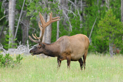 Yellowstone NP 7-16-13 1694.JPG