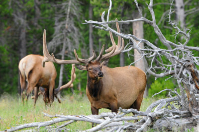 Yellowstone NP 7-16-13 1699.JPG