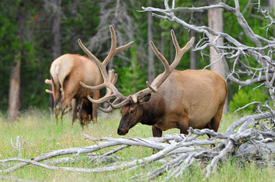 Yellowstone NP 7-16-13 1701.JPG