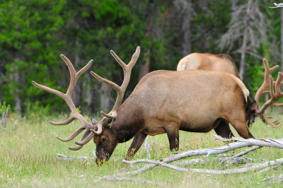 Yellowstone NP 7-16-13 1705.JPG