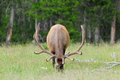 Yellowstone NP 7-16-13 1707.JPG
