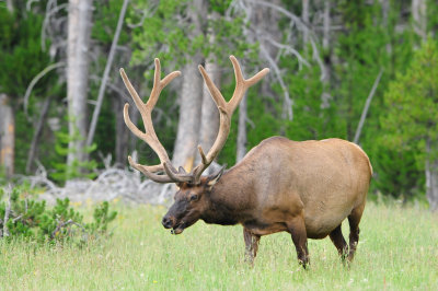 Yellowstone NP 7-16-13 1711.JPG