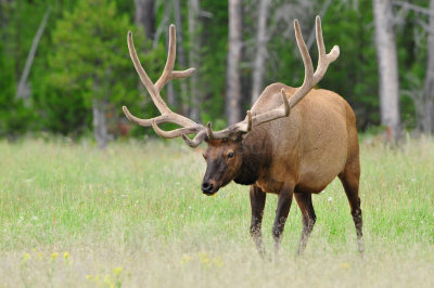 Yellowstone NP 7-16-13 1713.JPG