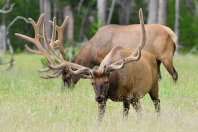 Yellowstone NP 7-16-13 1722.JPG