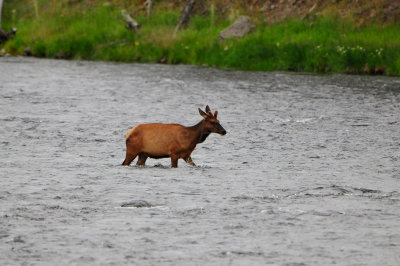 Yellowstone NP 7-16-13 1855.JPG