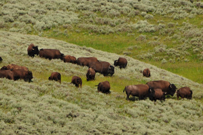 Yellowstone NP 7-17-13 2132.JPG