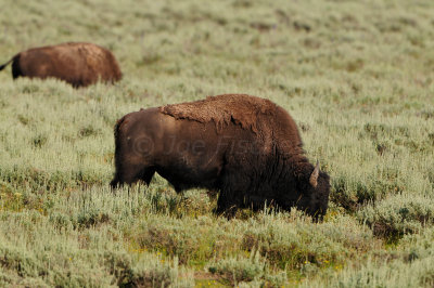 Yellowstone NP 7-17-13 2133.JPG