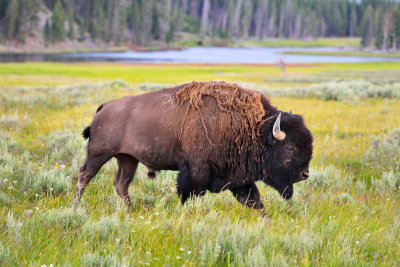 Yellowstone NP 7-17-13 2140.JPG