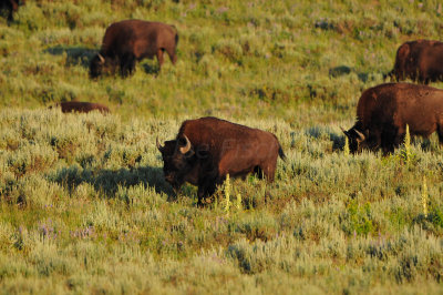 Yellowstone NP 7-18-13 2148.JPG