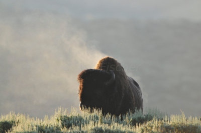Yellowstone NP 7-18-13 2150.JPG
