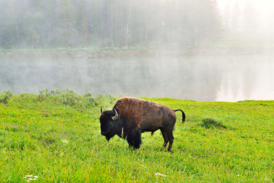 Yellowstone NP 7-18-13 2161.JPG