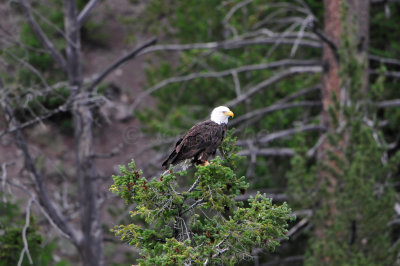 Yellowstone NP 7-16-13 1851.JPG