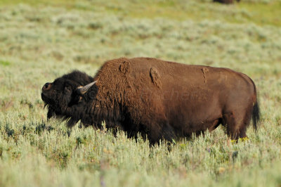 Yellowstone NP 7-18-13 2175.JPG