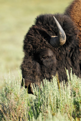 Yellowstone NP 7-18-13 2176.JPG