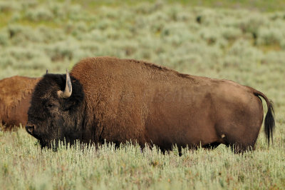 Yellowstone NP 7-18-13 2177.JPG