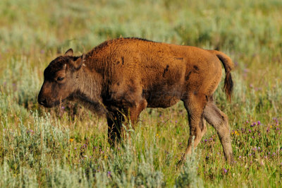 Yellowstone NP 7-18-13 2178.JPG