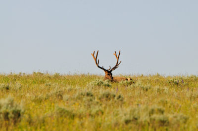 Yellowstone NP 7-18-13 2199.JPG
