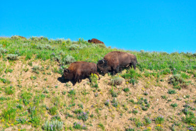 Yellowstone NP 7-18-13 2181.JPG