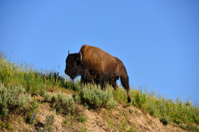 Yellowstone NP 7-18-13 2183.JPG