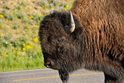 Yellowstone NP 7-18-13 2184.JPG