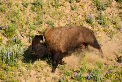Yellowstone NP 7-18-13 2186.JPG