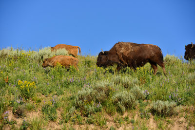 Yellowstone NP 7-18-13 2187.JPG