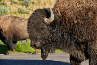 Yellowstone NP 7-18-13 2188.JPG