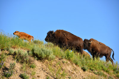 Yellowstone NP 7-18-13 2189.JPG