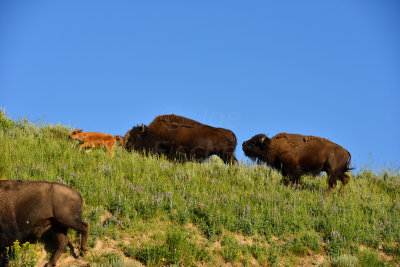 Yellowstone NP 7-18-13 2191.JPG