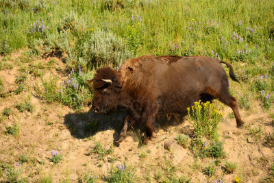 Yellowstone NP 7-18-13 2192.JPG