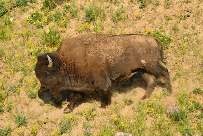 Yellowstone NP 7-18-13 2193.JPG