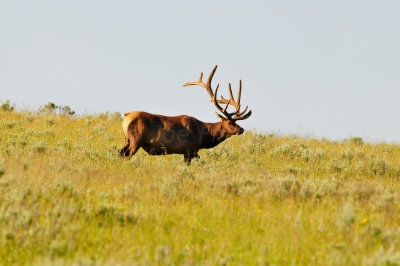 Yellowstone NP 7-18-13 2218.JPG