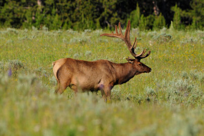 Yellowstone NP 7-18-13 2220.JPG