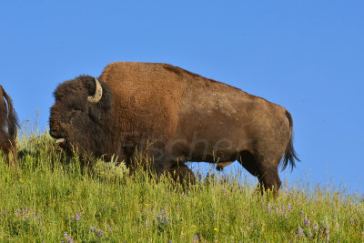 Yellowstone NP 7-18-13 2194.JPG