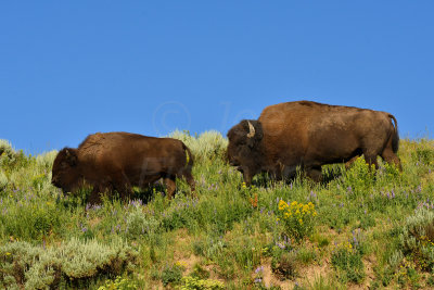 Yellowstone NP 7-18-13 2195.JPG
