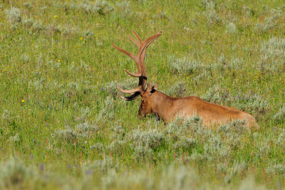 Yellowstone NP 7-18-13 2226.JPG