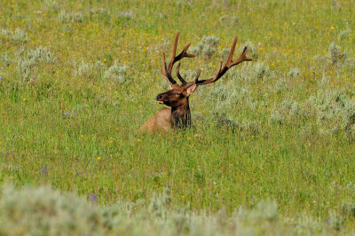 Yellowstone NP 7-18-13 2230.JPG