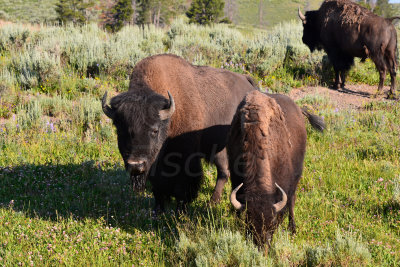 Yellowstone NP 7-18-13 2202.JPG