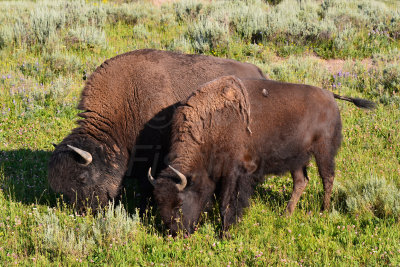 Yellowstone NP 7-18-13 2203.JPG
