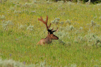 Yellowstone NP 7-18-13 2232.JPG
