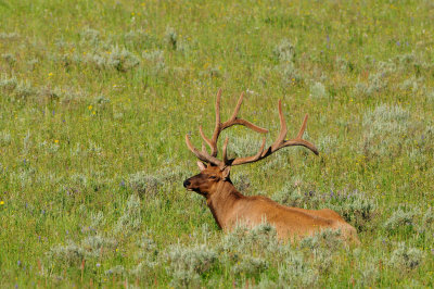 Yellowstone NP 7-18-13 2233.JPG