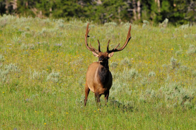 Yellowstone NP 7-18-13 2237.JPG