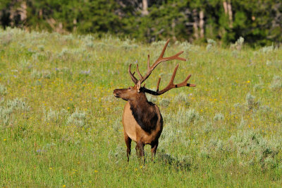 Yellowstone NP 7-18-13 2238.JPG